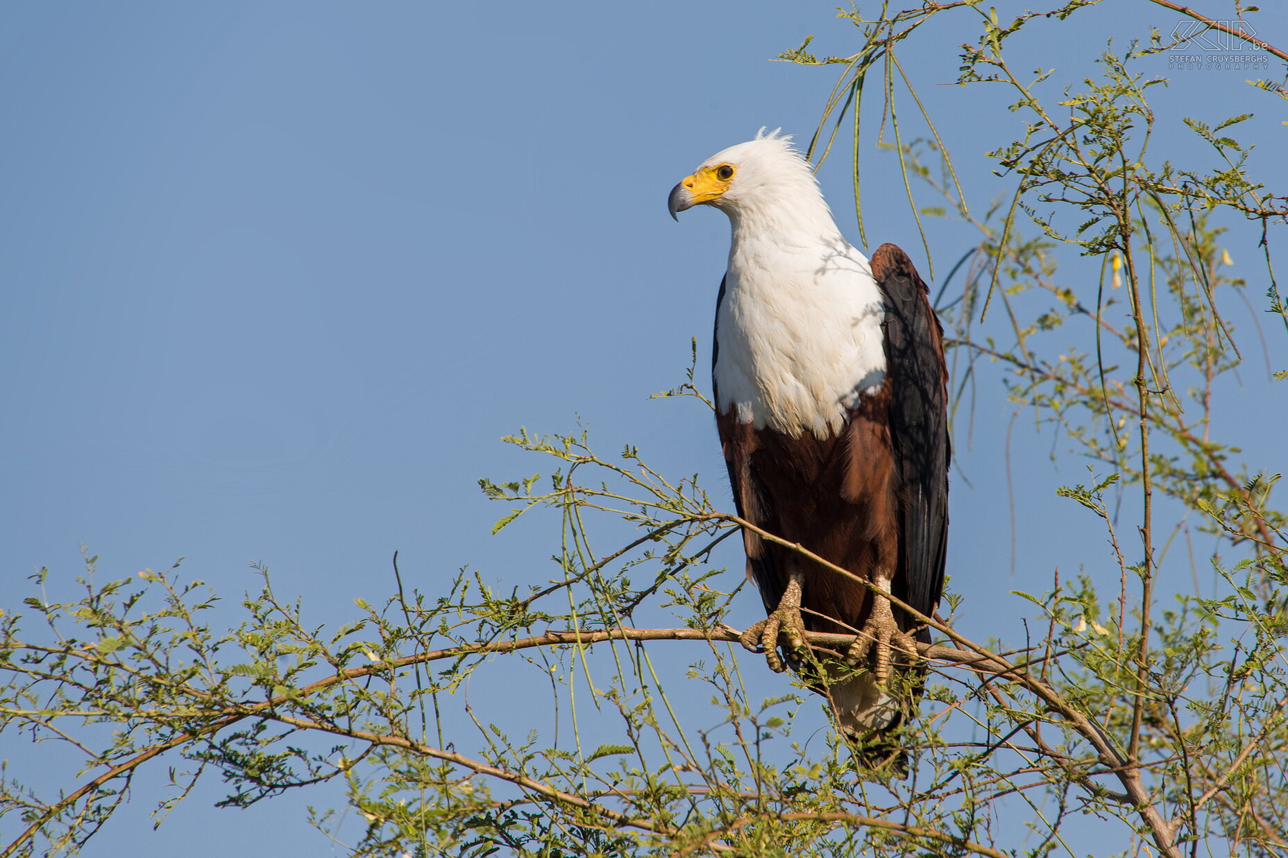 Lake Chamo - Afrikaanse zeearend We zagen ook een Afrikaanse zeearend (African Fish Eagle, Haliaeetus vocifer) die rustig bleef zitten toen we met ons bootje voorbij dreven. Stefan Cruysberghs